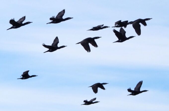 Skjervøy: Birds and Wildlife of Arctic Norway - Customer Feedback