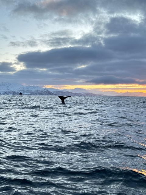 Skjervøy: Birds and Wildlife of Arctic Norway - Recap