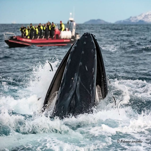 Skjervøy: Guided Whale Watching RIB Boat Tour - Wildlife Experience and Highlights
