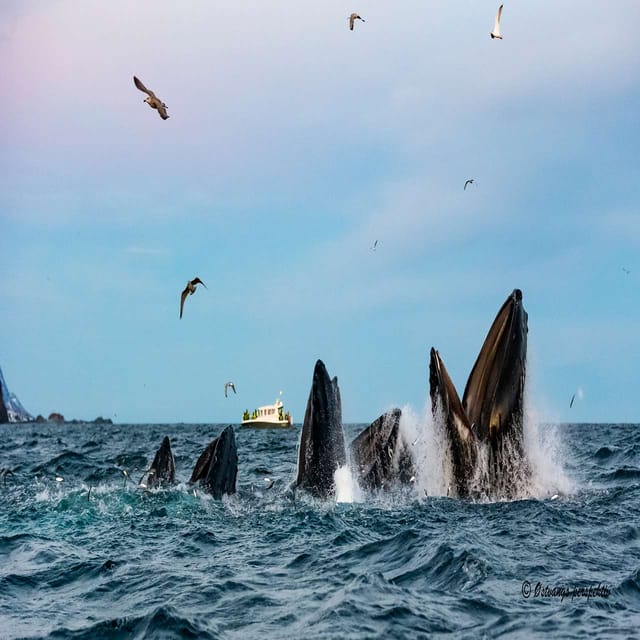 Skjervøy: Guided Whale Watching RIB Boat Tour - Itinerary and Activities