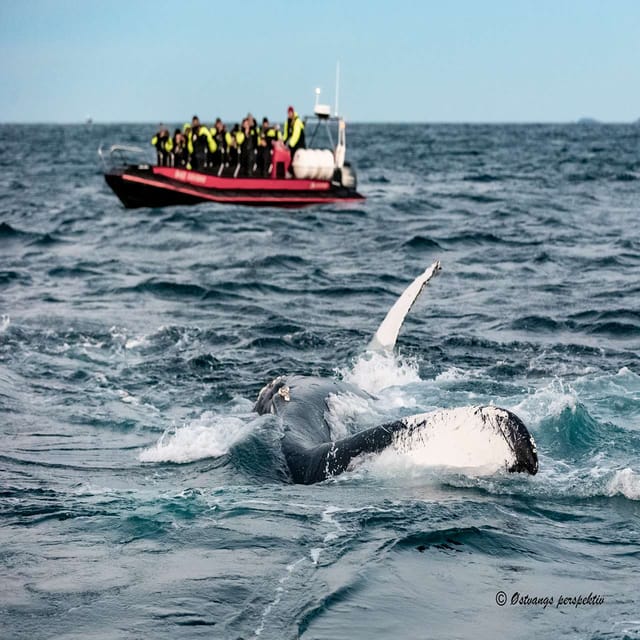 Skjervøy: Guided Whale Watching RIB Boat Tour - Whats Included and Not Included