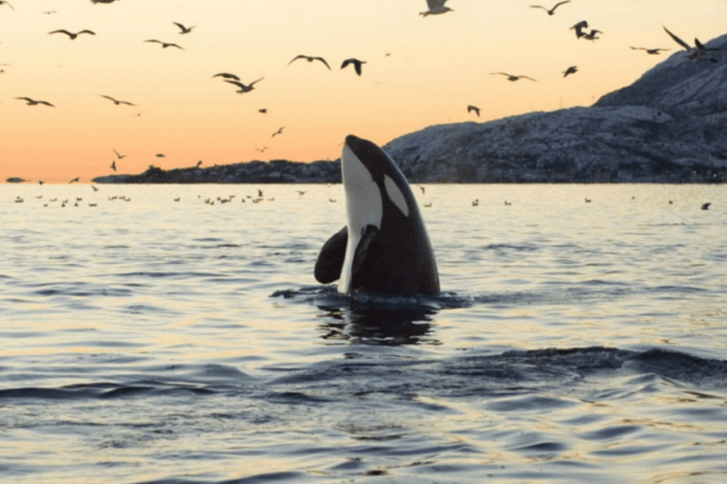 Skjervøy: Guided Whale Watching RIB Boat Tour - Important Meeting Point Information