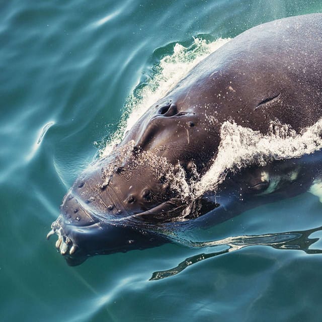 Skjervøy: Guided Whale Watching RIB Boat Tour - Safety Precautions and Restrictions
