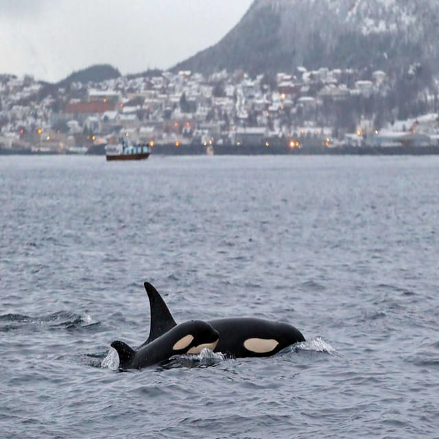 Skjervøy: Guided Whale Watching RIB Boat Tour - Customer Reviews and Ratings