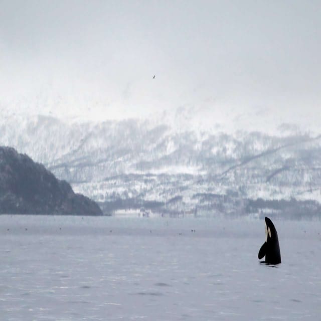 Skjervøy: Guided Whale Watching RIB Boat Tour - Frequently Asked Questions
