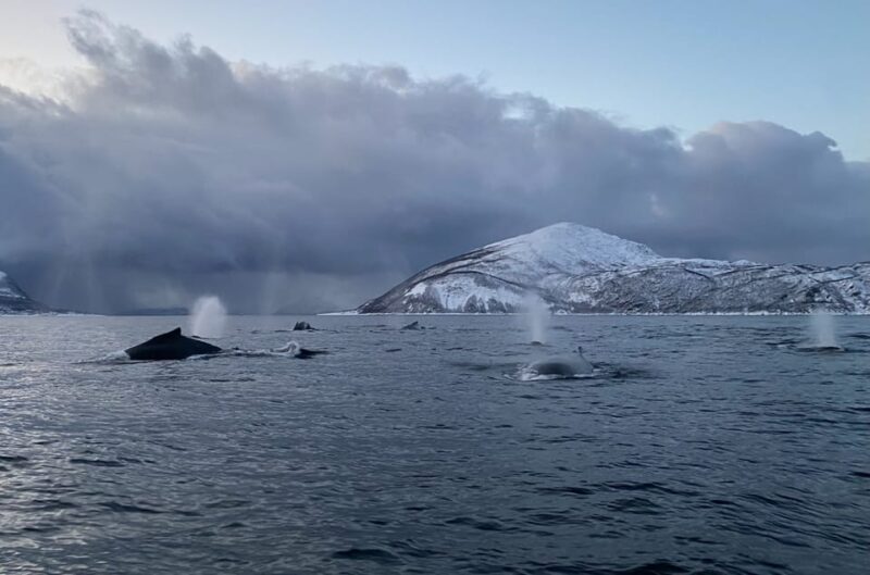 Skjervøy: Whale and Orca Watching Tour by RIB Boat - Key Points