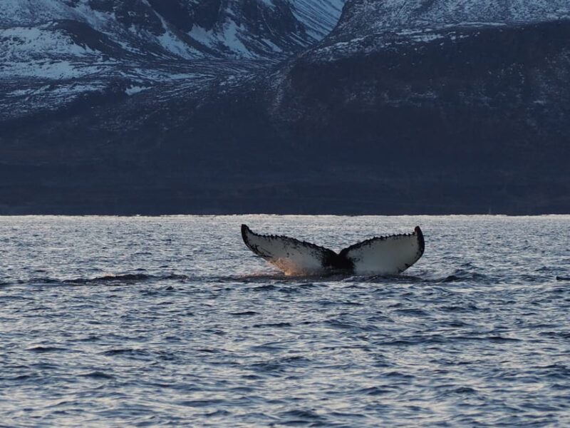 Skjervøy: Whale and Orca Watching Tour by RIB Boat - Experience and Itinerary