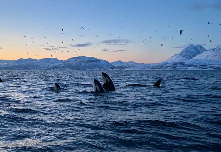 Skjervøy: Whale and Orca Watching Tour by RIB Boat - Safety and Restrictions