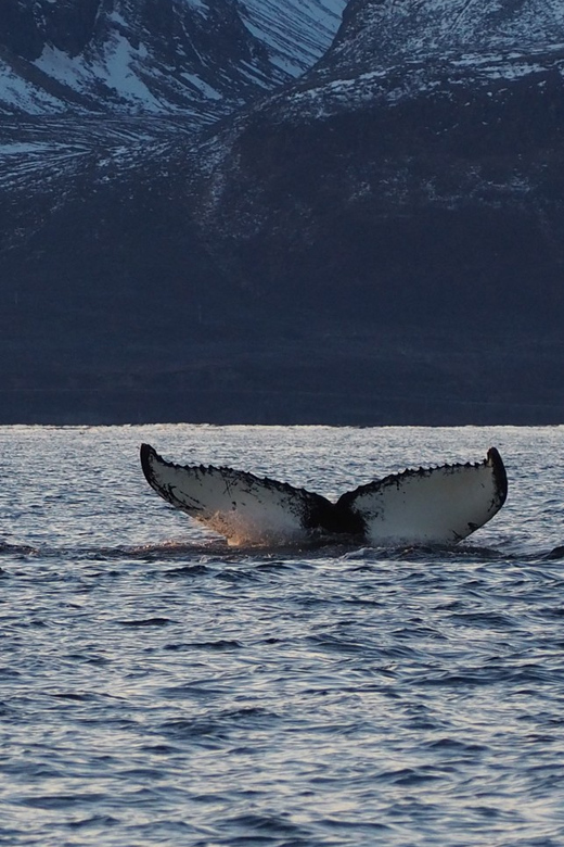 Skjervøy: Whale and Orca Watching Tour by RIB Boat - Meeting Point and What to Bring