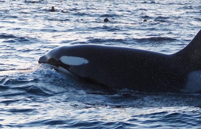 Skjervøy: Whale and Orca Watching Tour by RIB Boat - Whale and Orca Watching Highlights