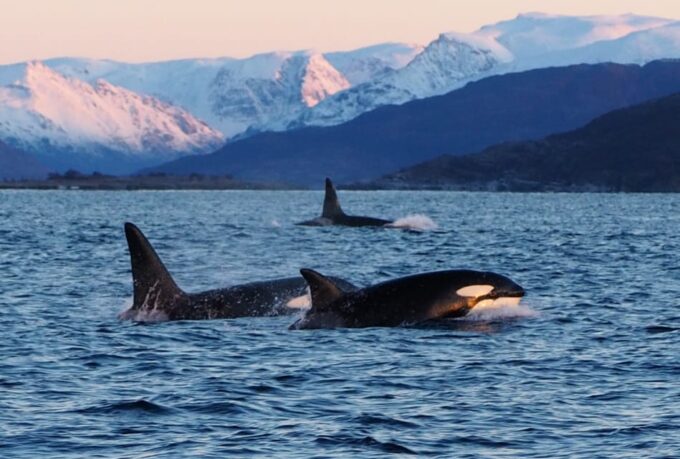 Skjervøy: Whale and Orca Watching Tour by RIB Boat - Expert Crew and Boat Cruise