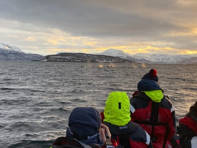 Skjervøy: Whale and Orca Watching Tour by RIB Boat - Preparing for the Adventure