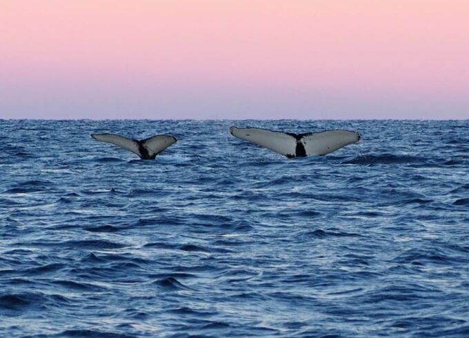 Skjervøy: Whale and Orca Watching Tour by RIB Boat - Frequently Asked Questions