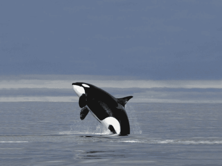Skjervøy: Whale-Watching RIB Tour - Key Points