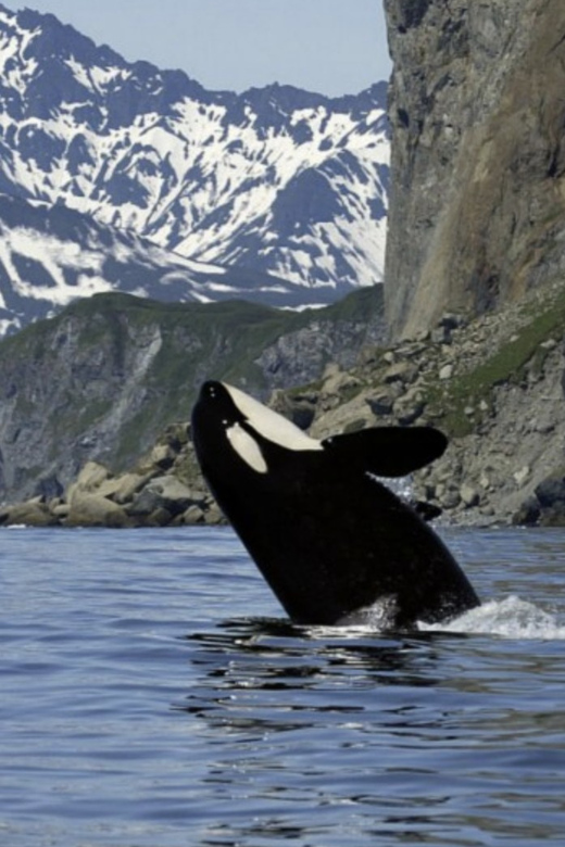 Skjervøy: Whale-Watching RIB Tour - Whats Included