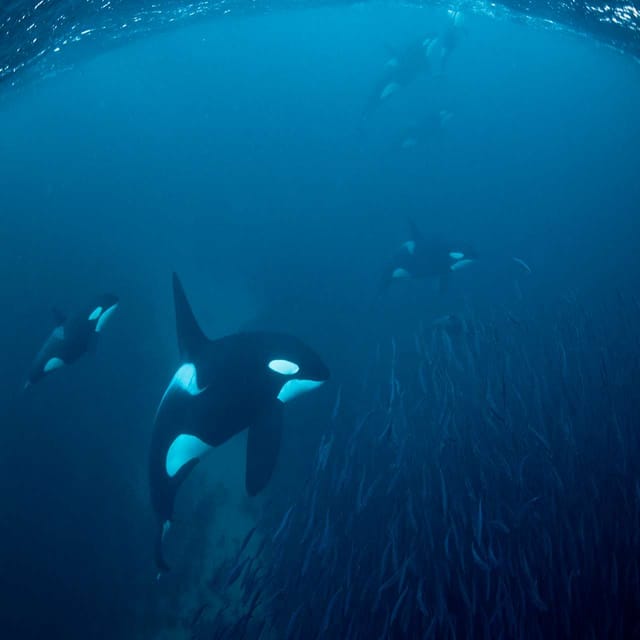 Skjervøy: Whale-Watching RIB Tour - Exploring the Arctic Waters