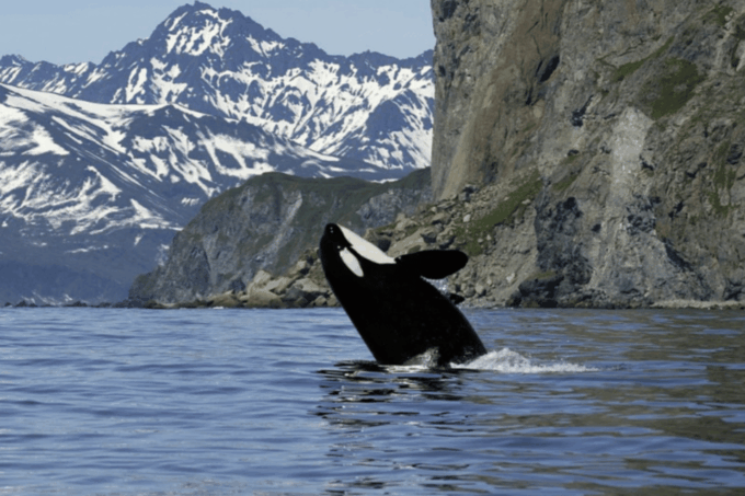 Skjervøy: Whale-Watching RIB Tour - Frequently Asked Questions