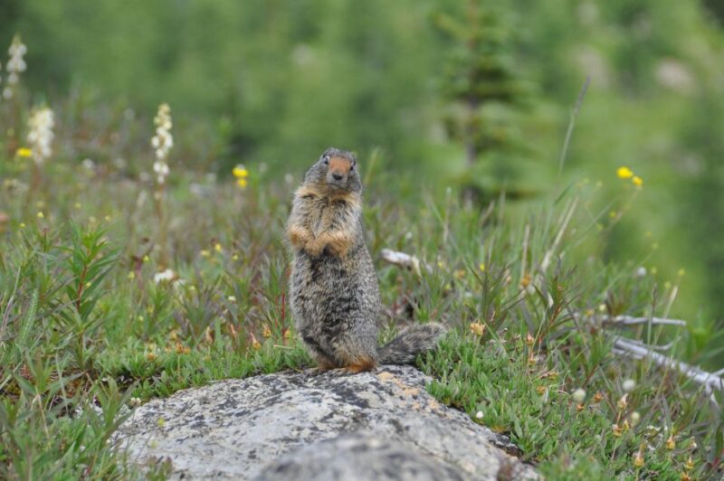 Skoki Lake Louise Daily Guided Hike in the Canadian Rockies - Hiking Details
