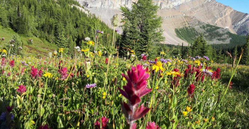 Skoki Lake Louise Daily Guided Hike in the Canadian Rockies - Meeting Information