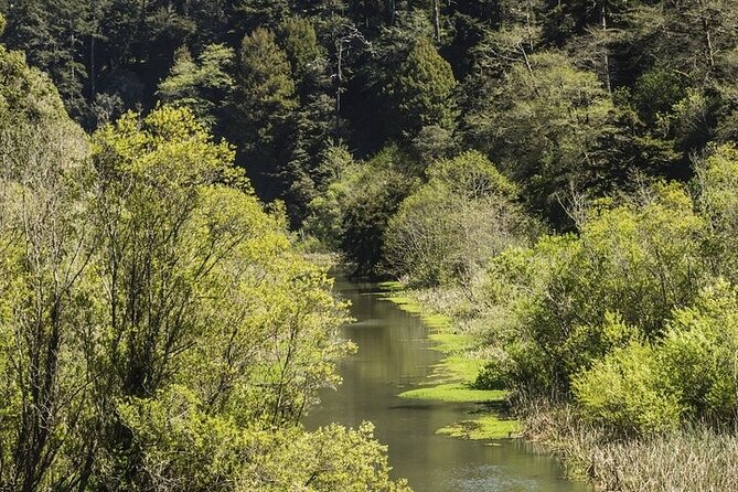 Skunk Train: Wolf Tree Turn From Willits - Highlights of the Experience