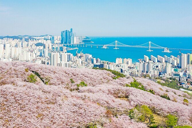 Sky Capsule with Cherry Blossom & Spring Flowers Tour from Busan - Final Thoughts