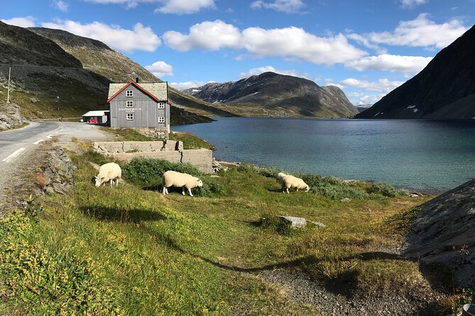 Sky to Fjord Geiranger Downhill Biking Adventure - Health and Accessibility Requirements