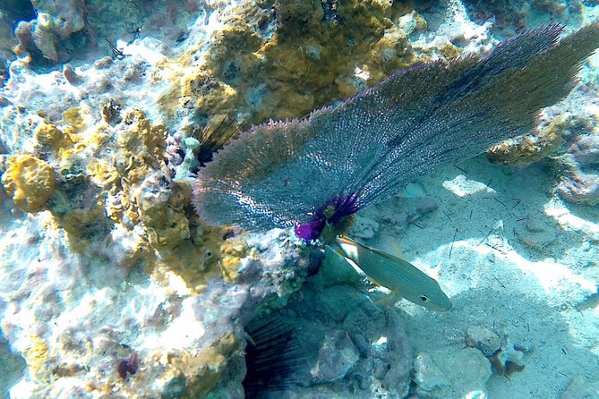 SkyReef Cozumel Snorkel & Tequila Tasting - Customer Reviews Highlights