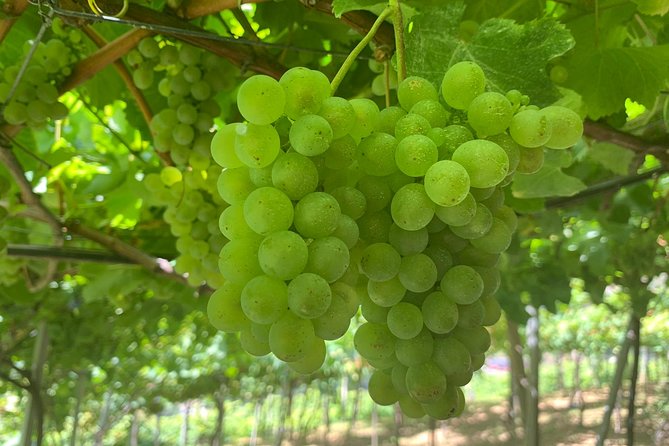 Skywalk With Wines Tasting and Vineyards Half Day 4x4 Adventure - Tour Overview