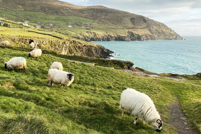 Slea Head Photo & Sightseeing Tour - Inclusions and Services