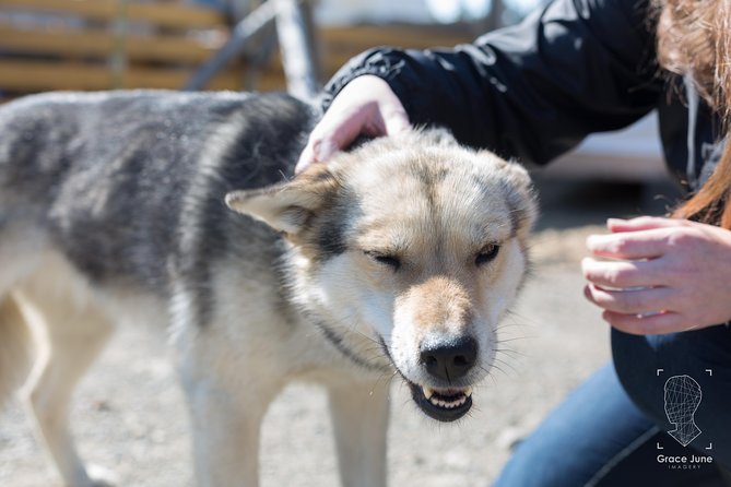 Sled Dog Adventure and Pan for Gold in the Yukon - Breathtaking Scenery