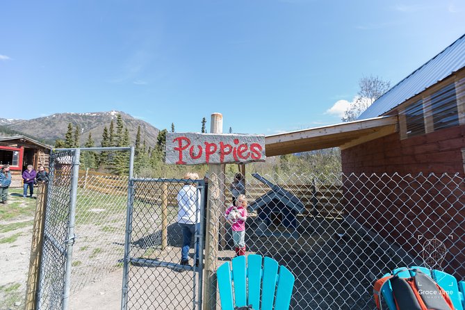 Sled Dog Adventure and Pan for Gold in the Yukon - Interaction With Puppies