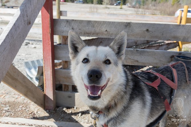 Sled Dog Adventure and Pan for Gold in the Yukon - Weather Considerations