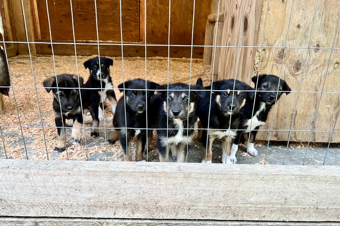 Sled Dog Discovery in Juneau - Traveler Reviews and Highlights
