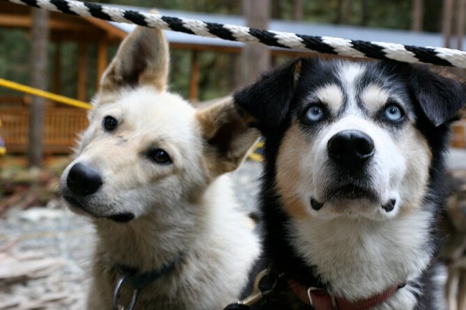 Sled Dog Discovery in Juneau - Puppy and Sled Dog Activities