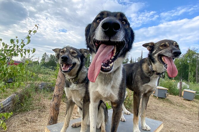 Sled Dog Kennel Tour - Meeting Point and Pickup