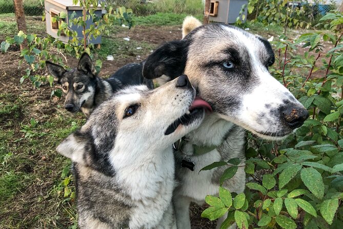 Sled Dog Kennel Tour - Cancellation Policy