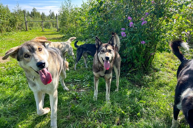 Sled Dog Kennel Tour - Reviews and Testimonials