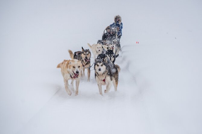 Sled Dog Sampler Ride in Fairbanks - Meeting Point and Route Details