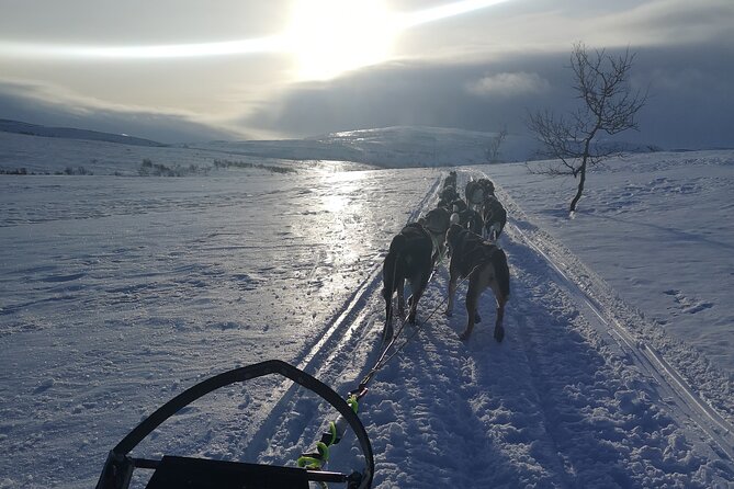 Sled Trip With Husky in the Alta Valley - Friendly Huskies Await
