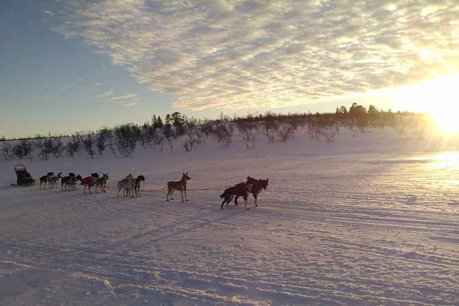 Sled Trip With Husky in the Alta Valley - Riding the Sled as Passenger or Driver