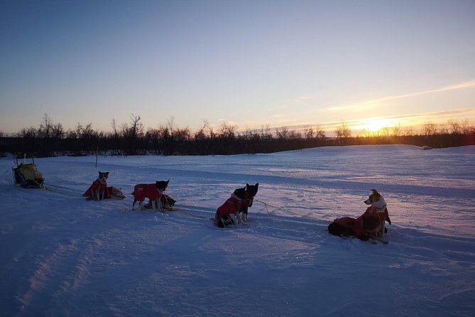 Sled Trip With Husky in the Alta Valley - Warm Winter Gear Provided