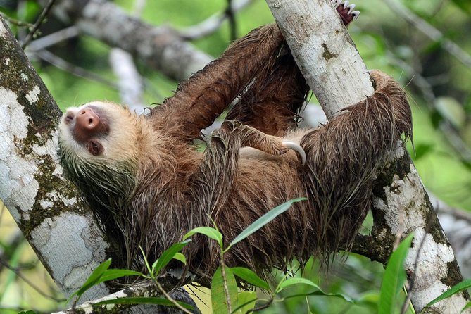 Sloth Adventure From Guanacaste - Key Points