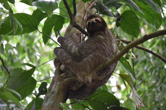 Sloth Adventure From Guanacaste - Pickup and Schedule