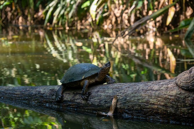 Sloth and Kayak Tour in Punta Uva Beach and Jungle - Meeting Point and Accessibility
