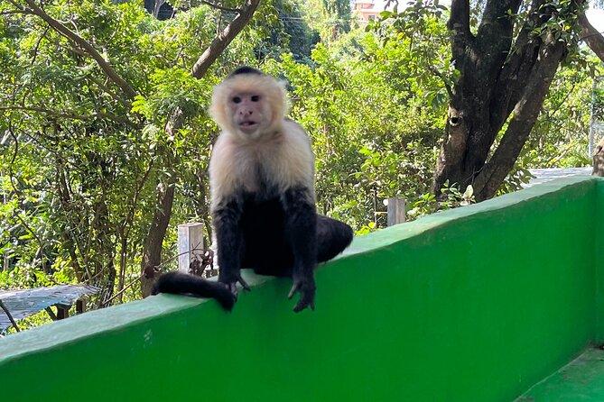 Sloth and Monkey Park Private Tour at Roatan With Pickup - Pickup Information