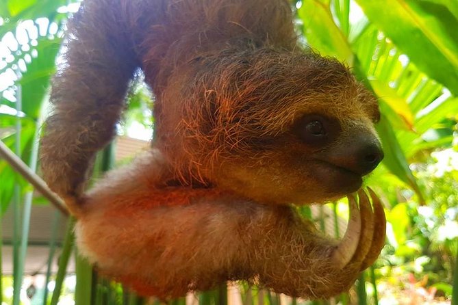 Sloth Discovery From Playa Del Coco Area - Customer Reviews