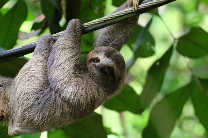 Sloth Farm Watching Tour & Amazimg Waterfall - Key Points