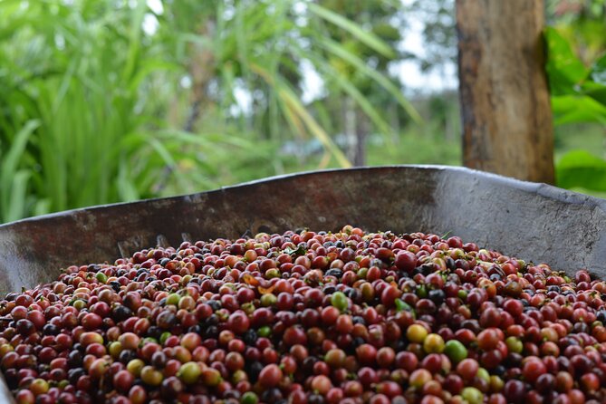 Sloth Forest Tour, Organic Coffee and Chocolate Tour and Waterfall - Tour Highlights