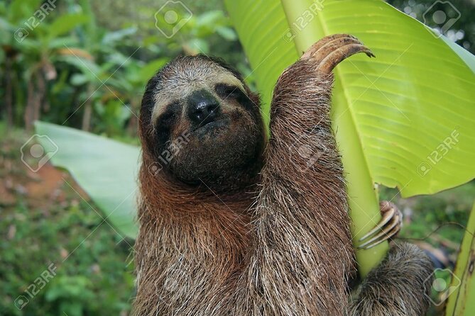 Sloth, Frog and Waterfall Tour in the Rainforest Including Lunch - Inclusions