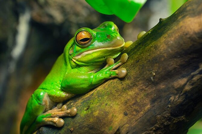 Sloth, Frog and Waterfall Tour in the Rainforest Including Lunch - Health and Accessibility